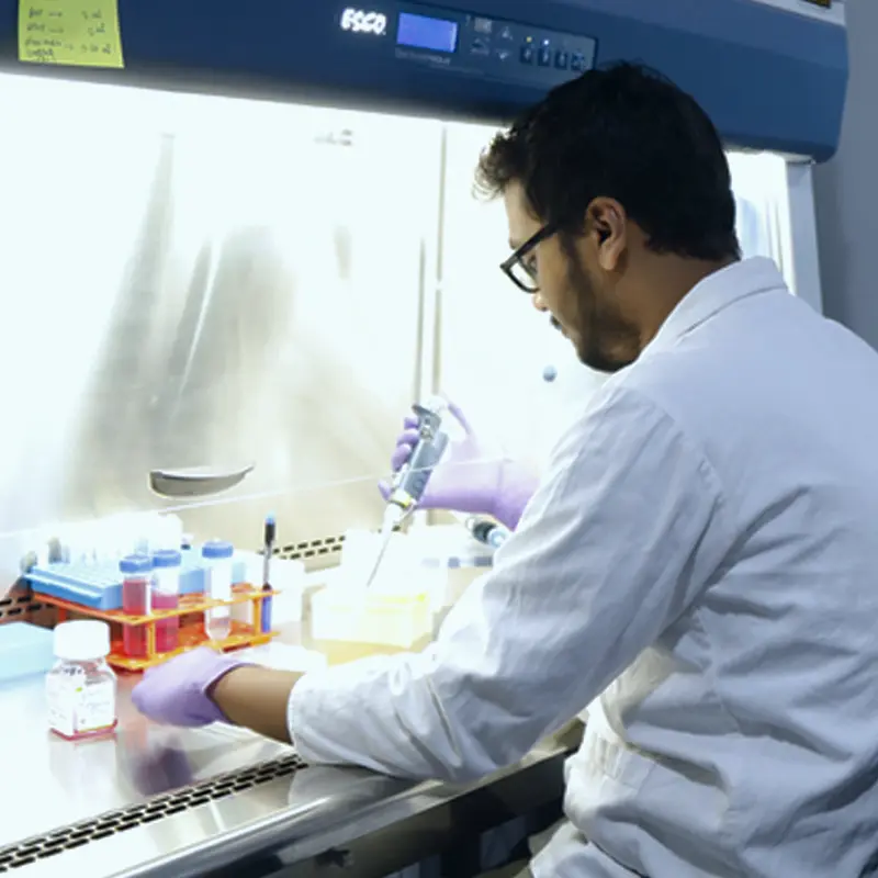 A researcher pipetting samples inside a biosafety cabinet at NIBMG